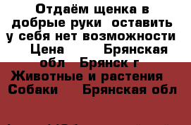 Отдаём щенка в добрые руки. оставить у себя нет возможности. › Цена ­ 10 - Брянская обл., Брянск г. Животные и растения » Собаки   . Брянская обл.